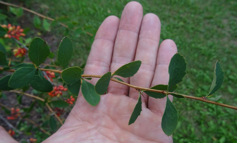 Berberis vulgaris - Berberidaceae: Crespino comune